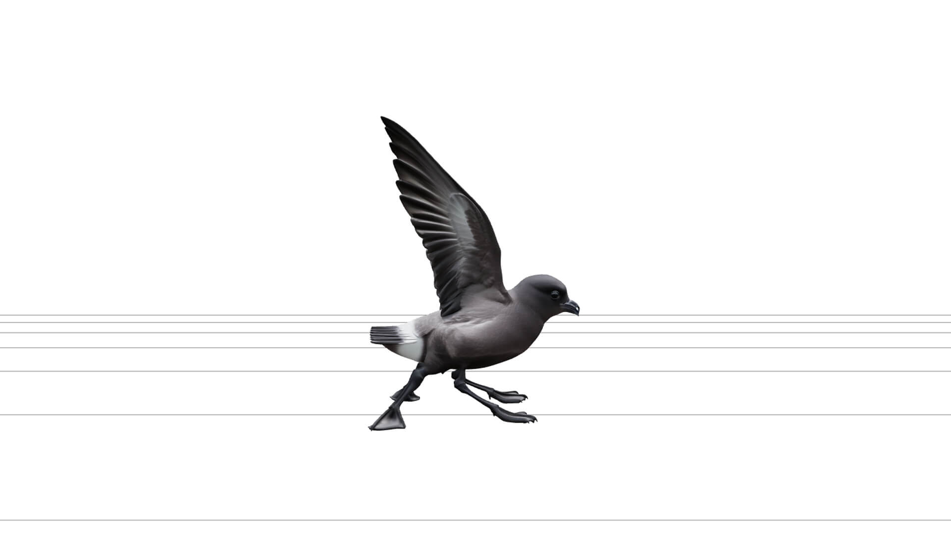 Storm Petrel Pattering Ocean Surface Detailed 3D Model 3D Model