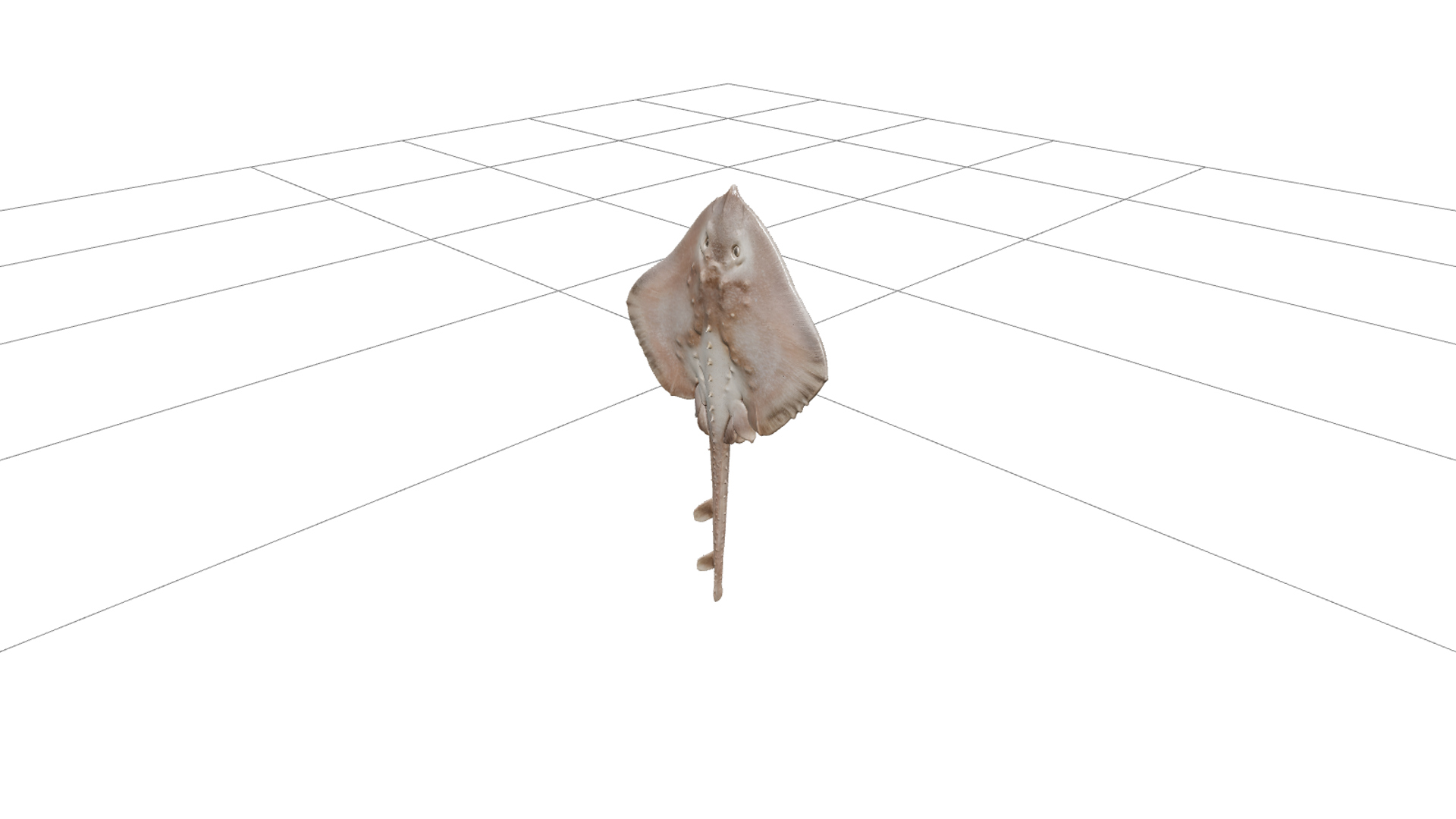 Thornback Ray Detailed Model for Realistic Rendering 3D Model