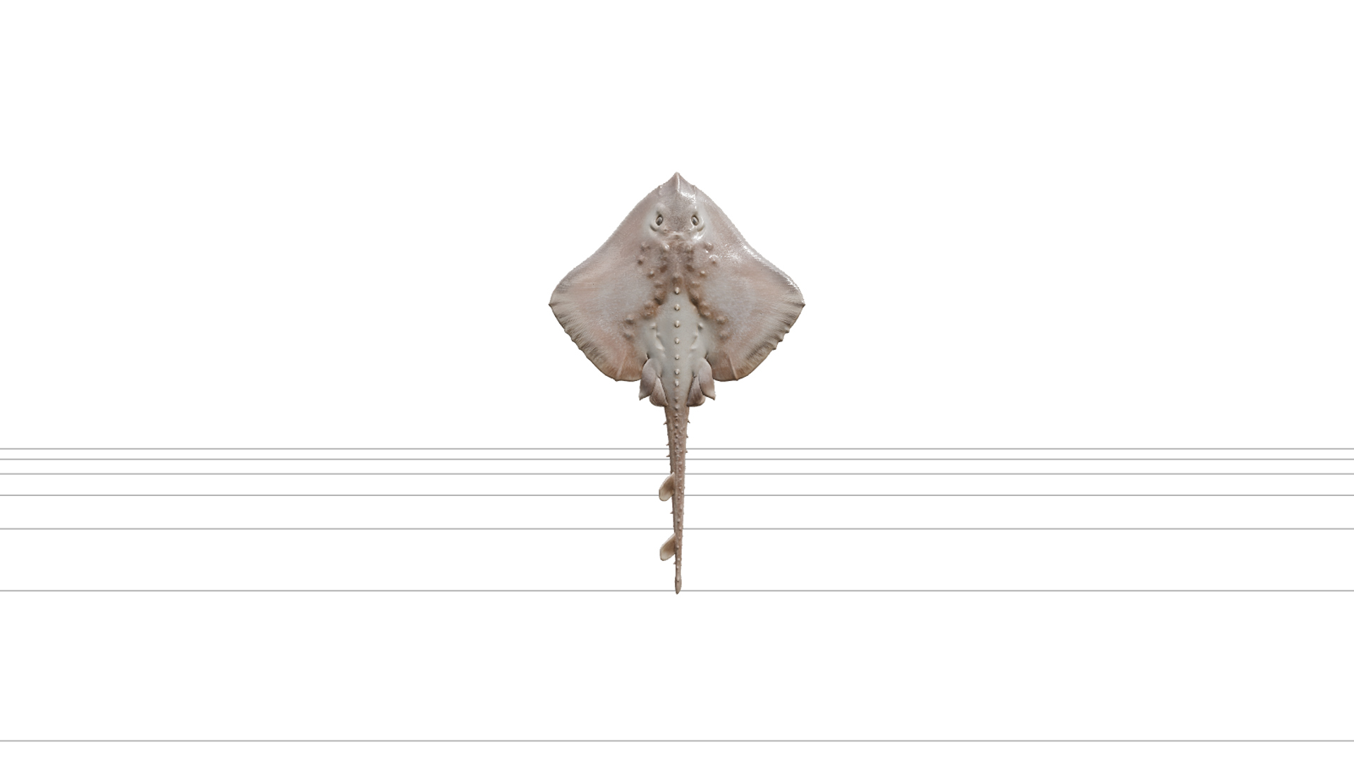 Thornback Ray Detailed Model for Realistic Rendering 3D Model