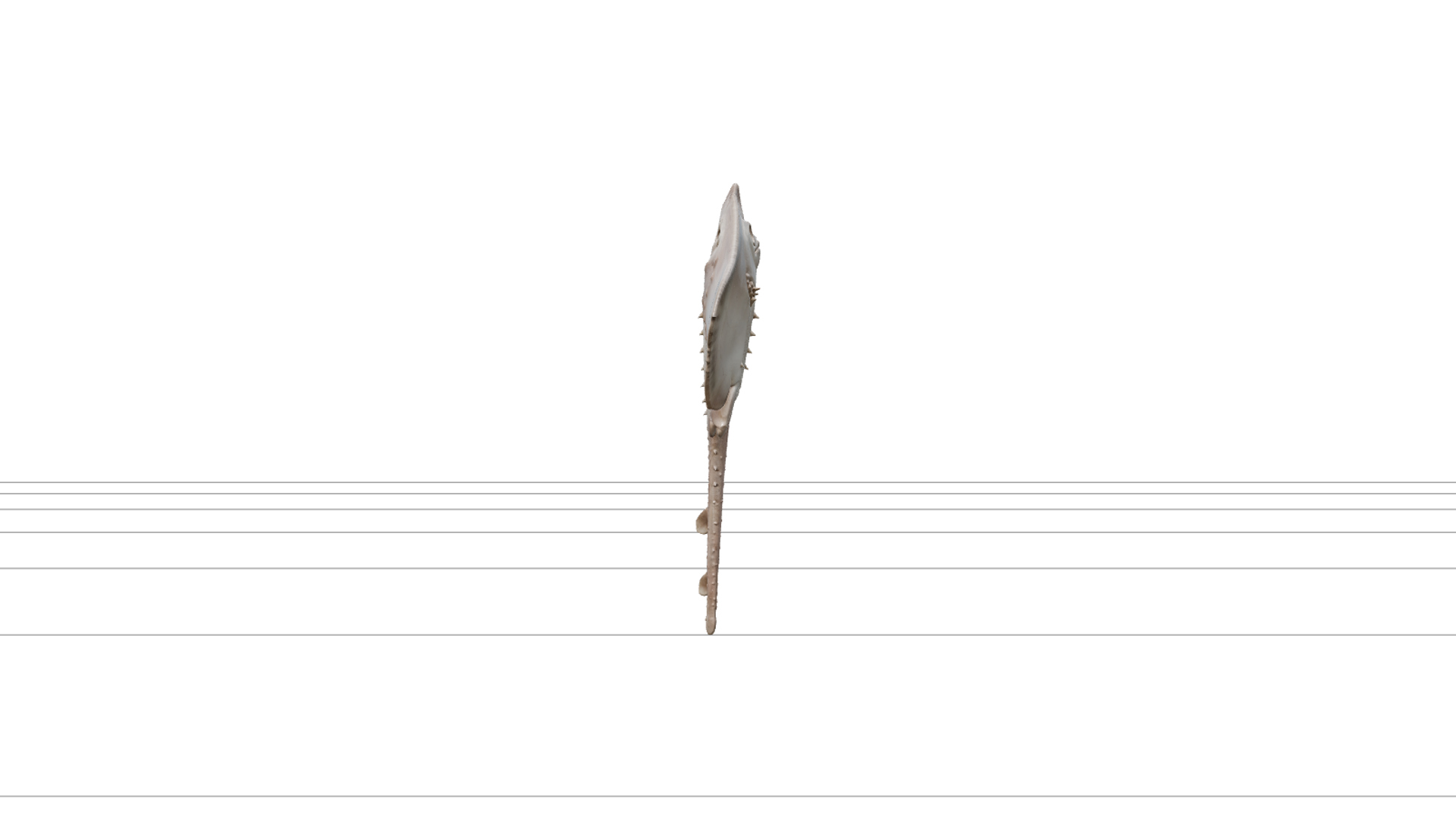 Thornback Ray Detailed Model for Realistic Rendering 3D Model