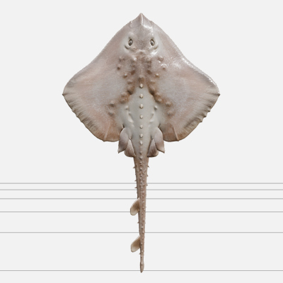 Thornback Ray Detailed Model for Realistic Rendering