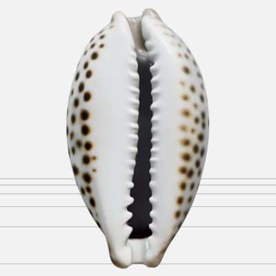 Tiger Cowrie Shell Model Turnaround Orthographic View