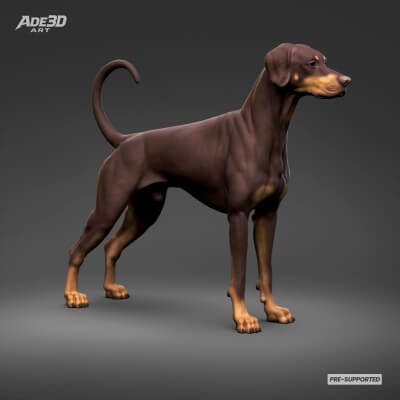 Doberman Pinscher Natural Ears Natural Tail 3D Print Pose 01