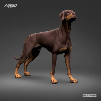Doberman Pinscher Natural Ears Natural Tail 3D Print Pose 02