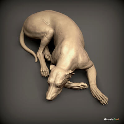 Greyhound Is Sleeping