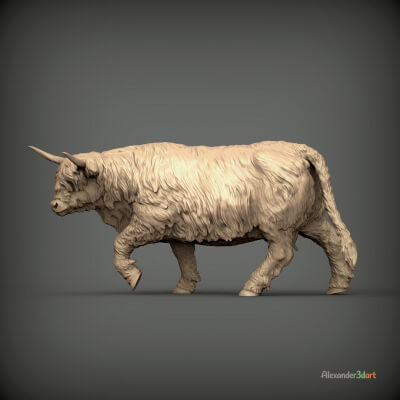 Highland Cow Is Coming