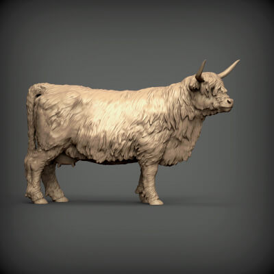Highland Cow