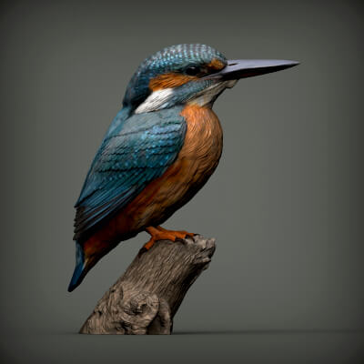 Kingfisher Bird 3d Model