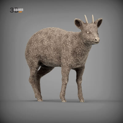 Pudu Is the Smallest Deer