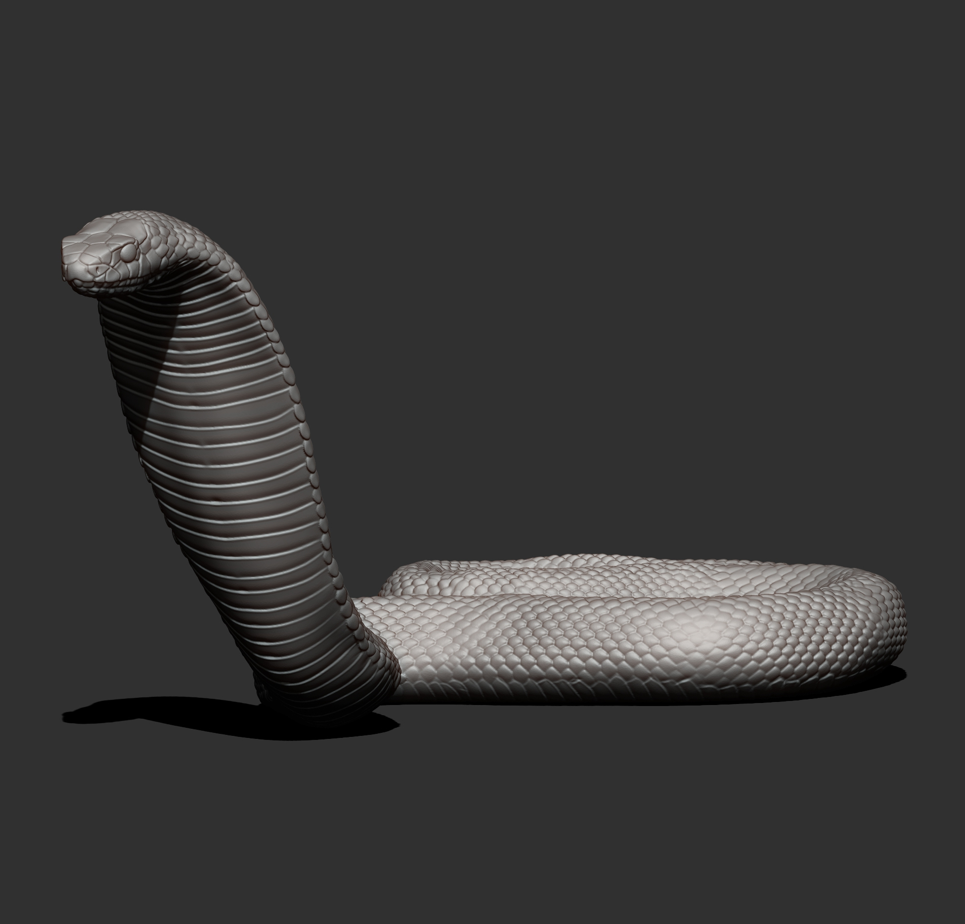 Red-Bellied Black Snake 3D Model