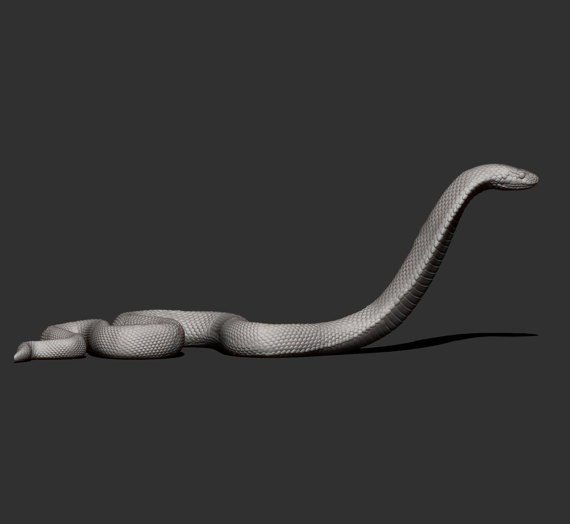 Red-Bellied Black Snake 3D Model