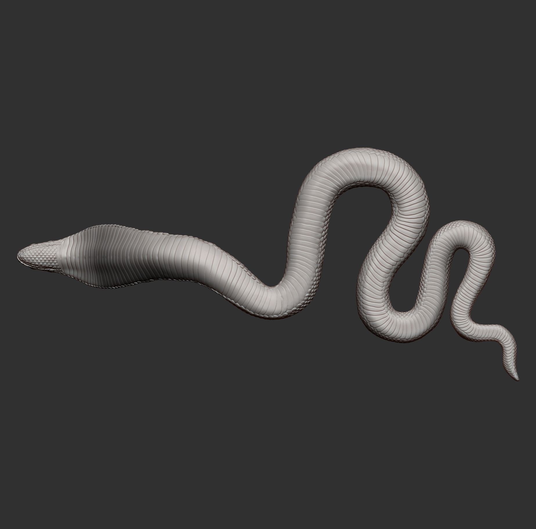 Red-Bellied Black Snake 3D Model