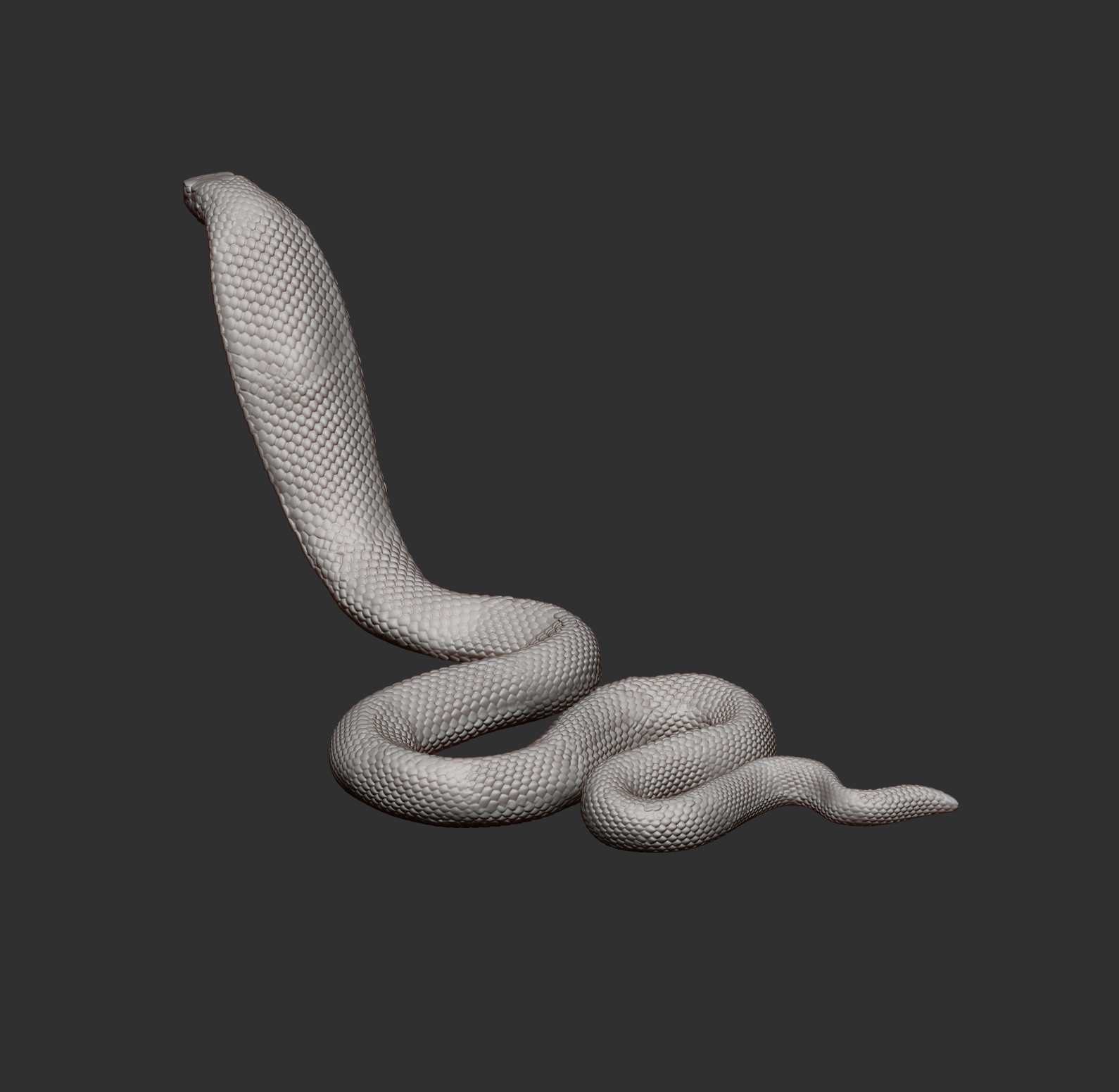 Red-Bellied Black Snake 3D Model