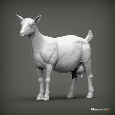 Saanen Goat Realistic 3D sculpt