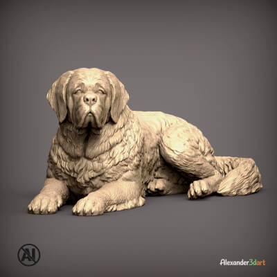 Saint Bernard Lying Dog