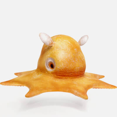 Realistic Flapjack Octopus Cephalopod