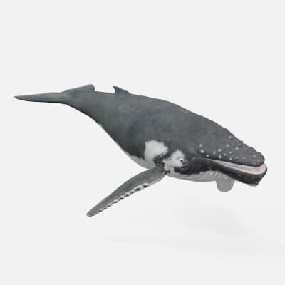 Realistic Humpback Whale