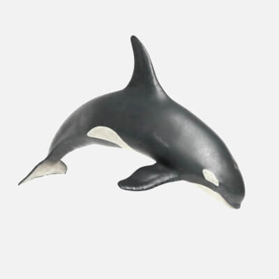 Realistic Killer Whale Orca
