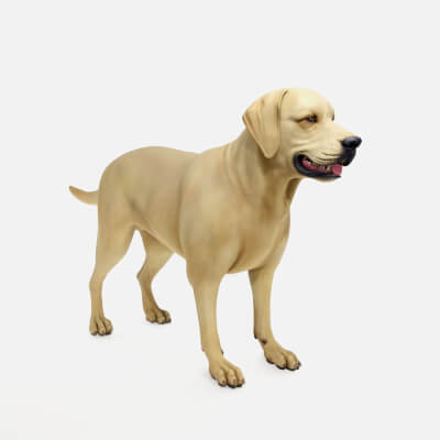Realistic Labrador Retriever Dog