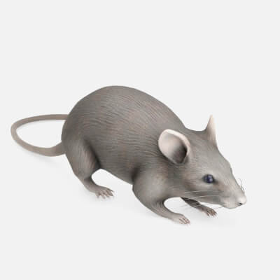Realistic Mouse Rodent