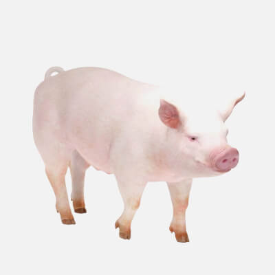 Realistic Pig Farm Animal