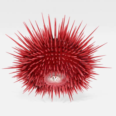 Realistic Red Sea Urchin Echinoderm