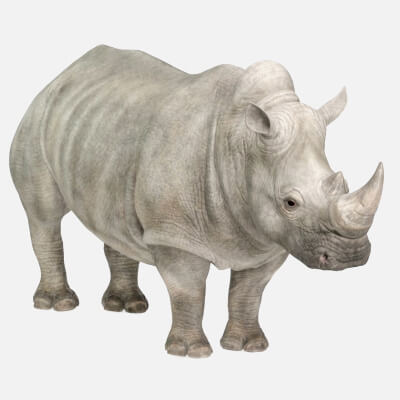 Realistic Rhino Wildlife Asset