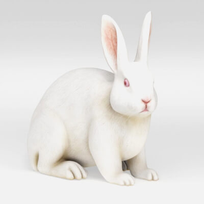 Realistic White Bunny Rabbit