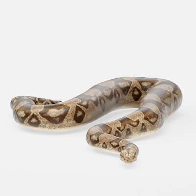 Realistic Wild Reptile Snake