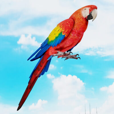 Scarlet Macaw Parrot