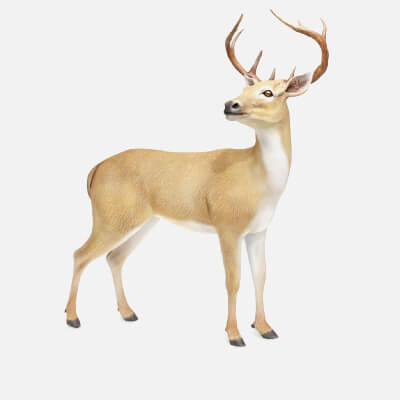Wild Realistic Deer Buck