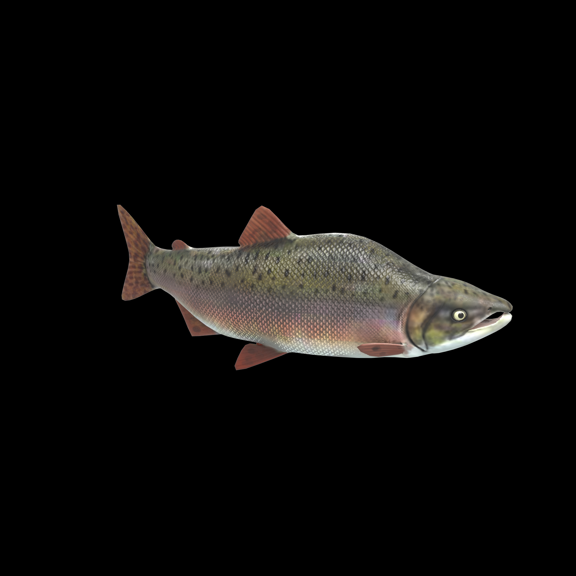 Pink Salmon Fish Rigged and Animated 3D Model