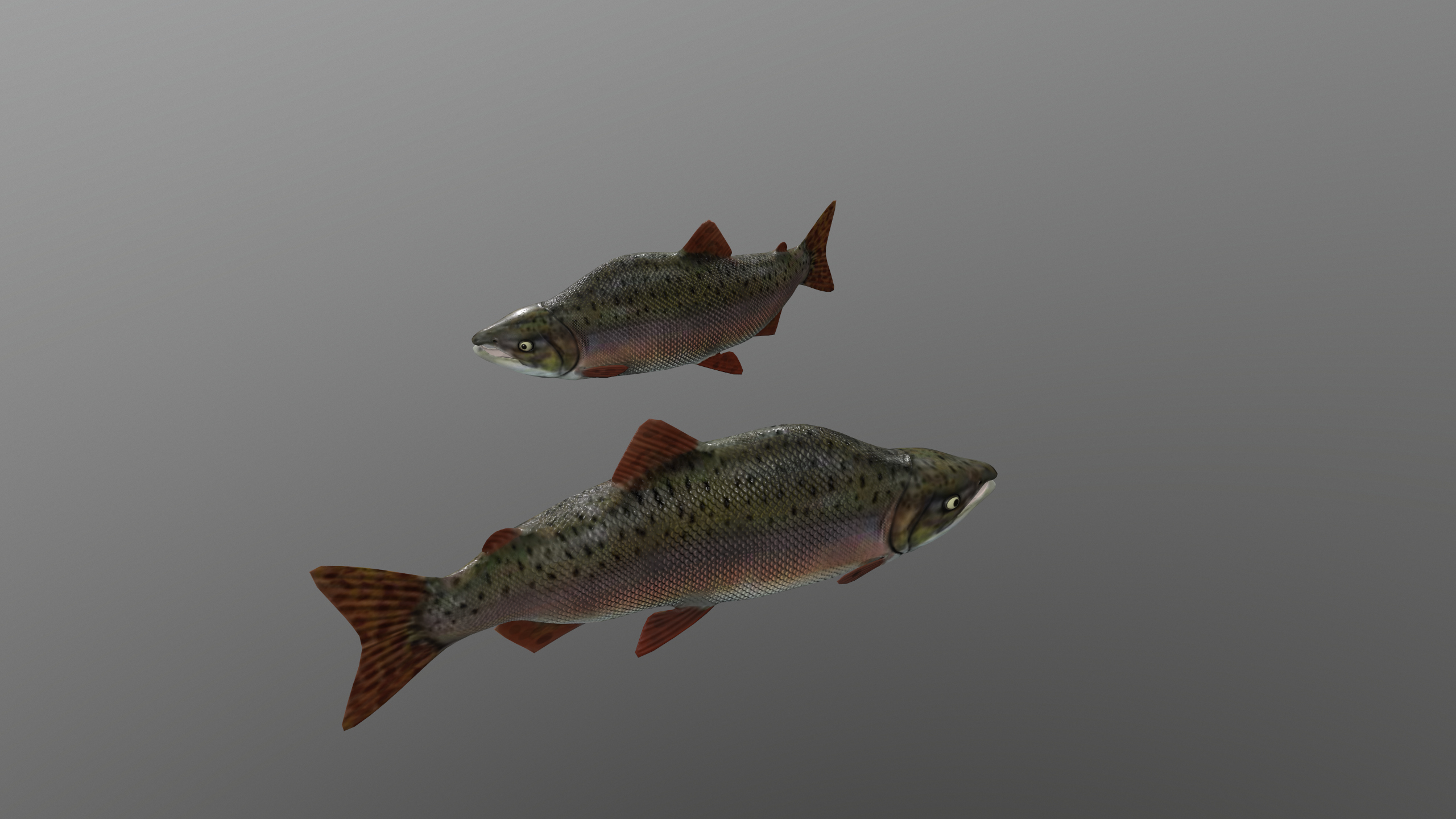 Pink Salmon Fish Rigged and Animated 3D Model