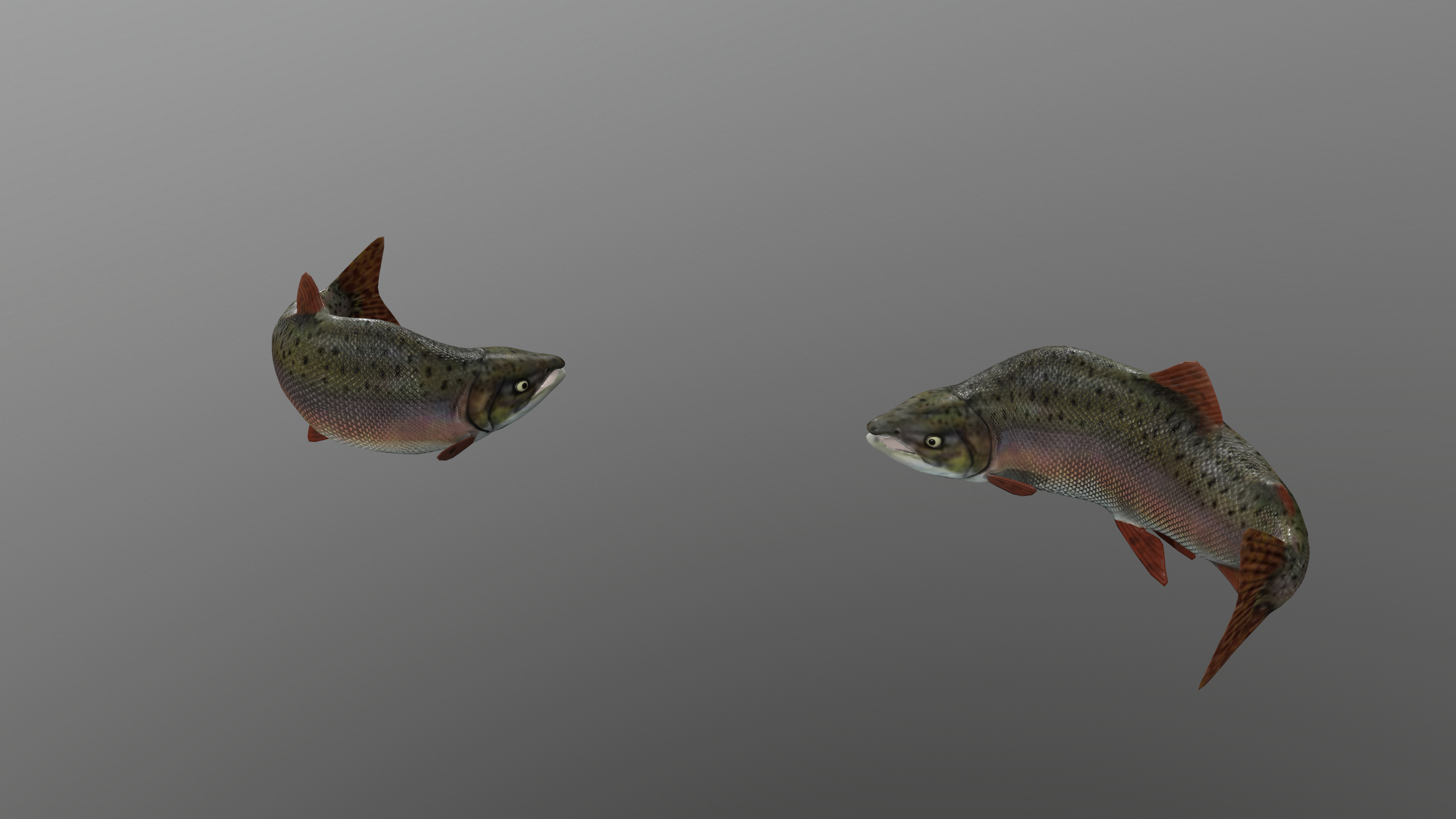 Pink Salmon Fish Rigged and Animated 3D Model