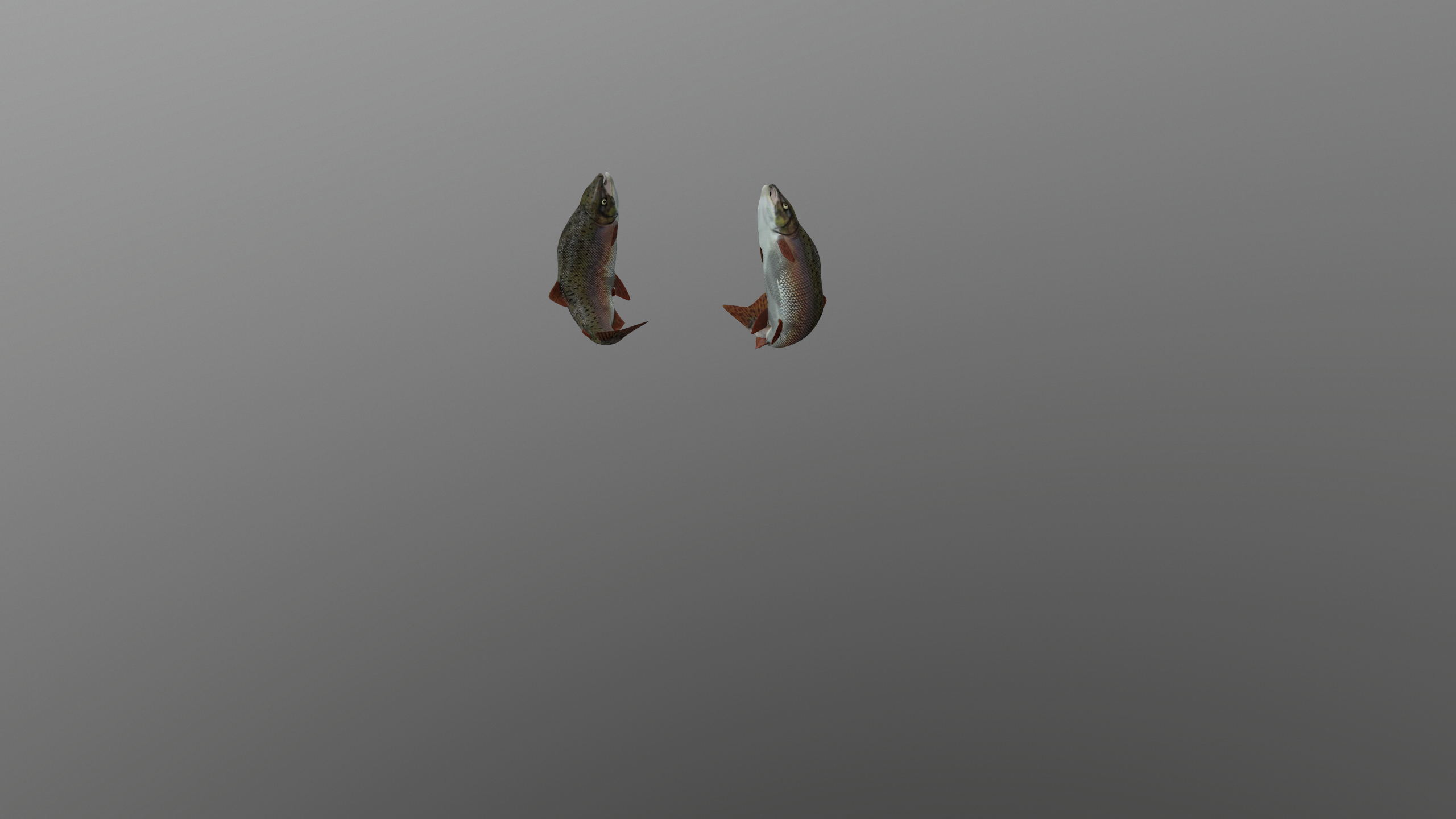 Pink Salmon Fish Rigged and Animated 3D Model