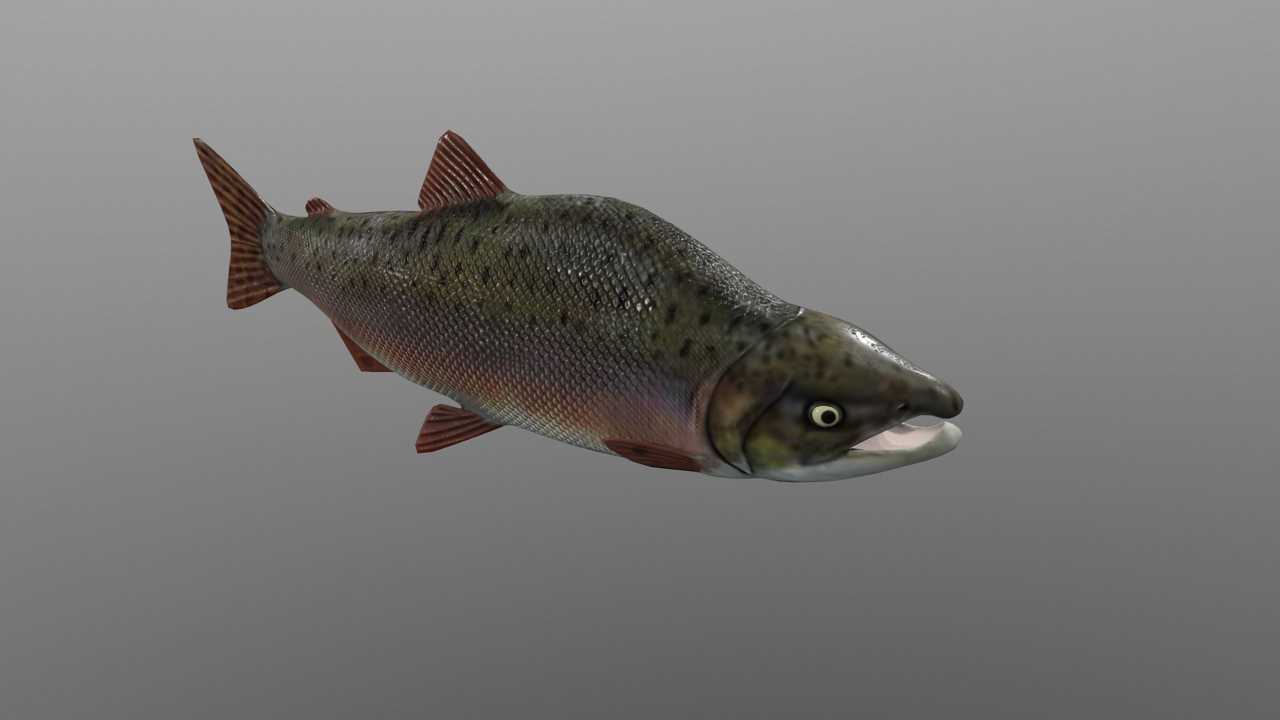 Pink Salmon Fish Rigged and Animated 3D Model
