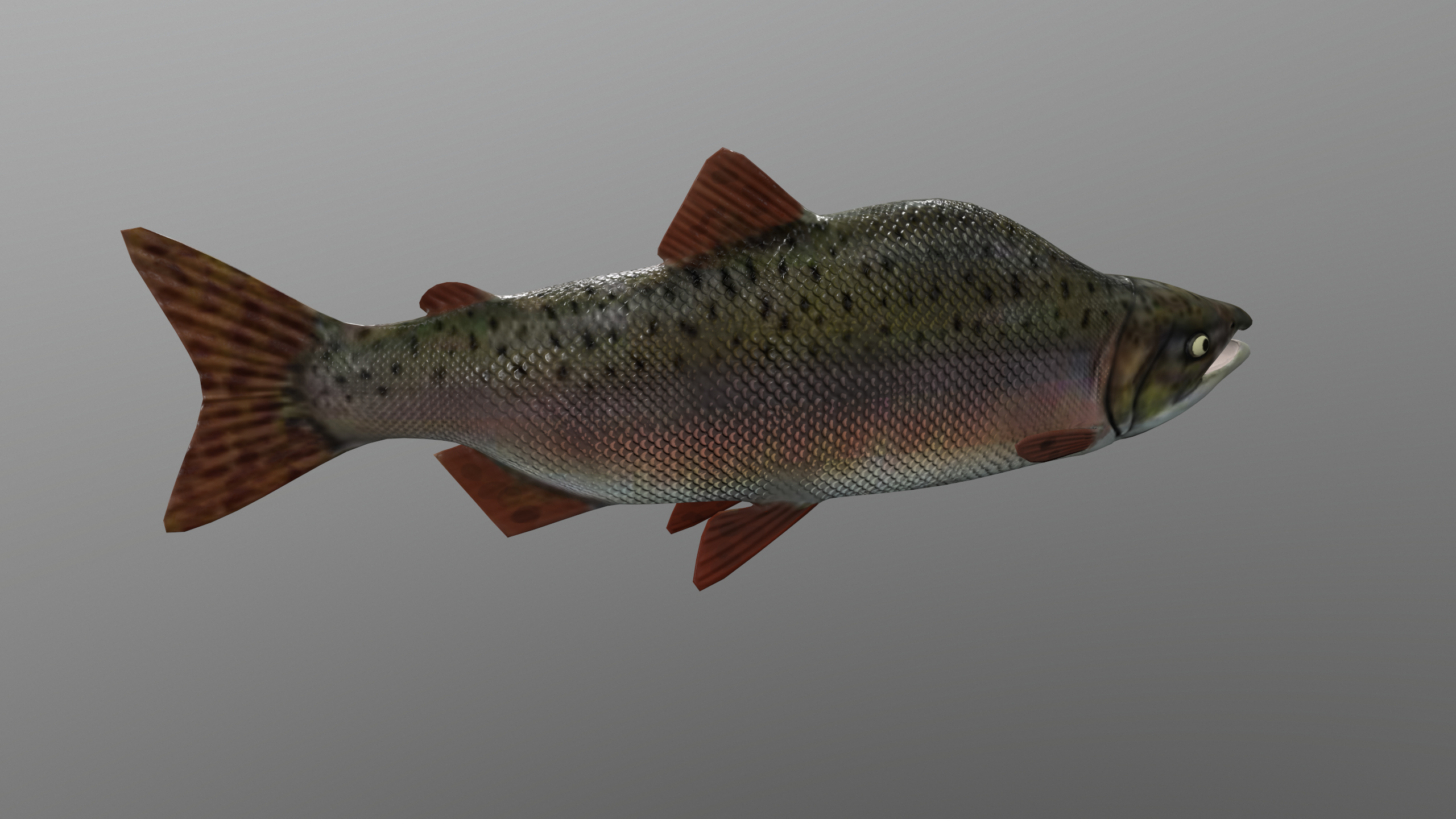 Pink Salmon Fish Rigged and Animated 3D Model