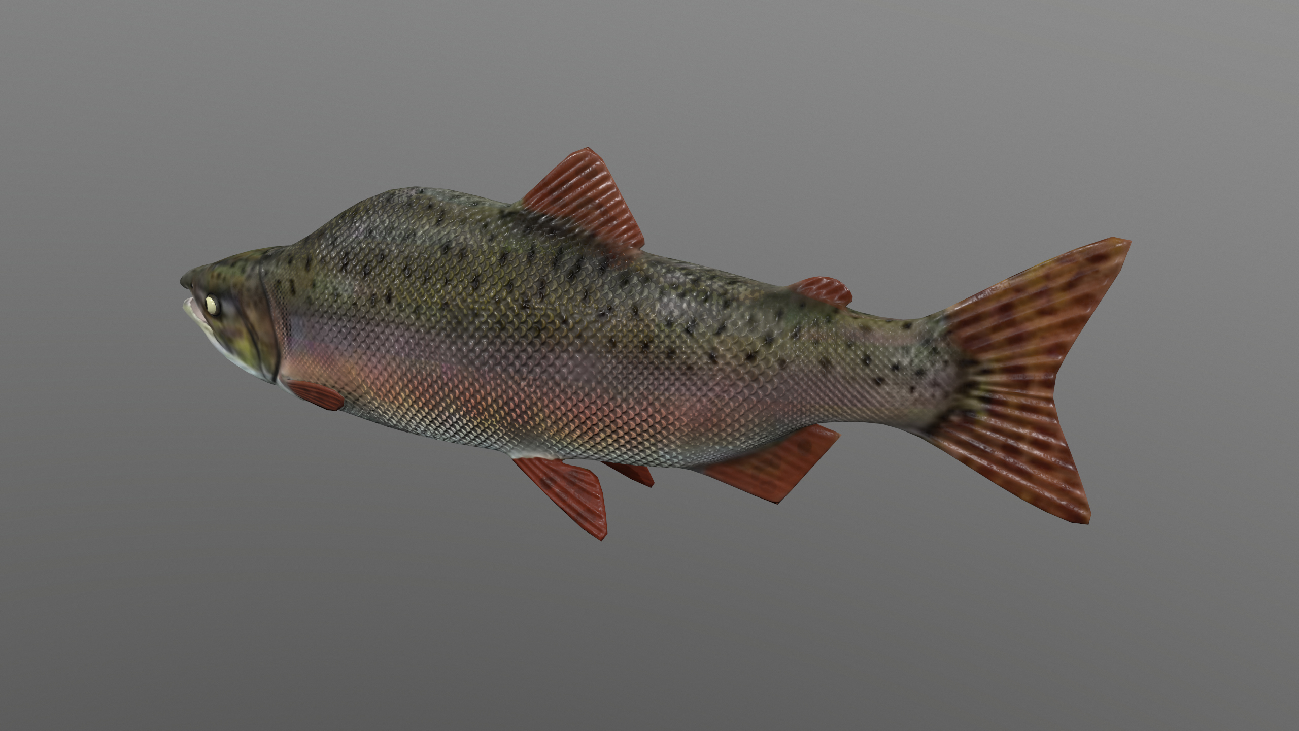 Pink Salmon Fish Rigged and Animated 3D Model