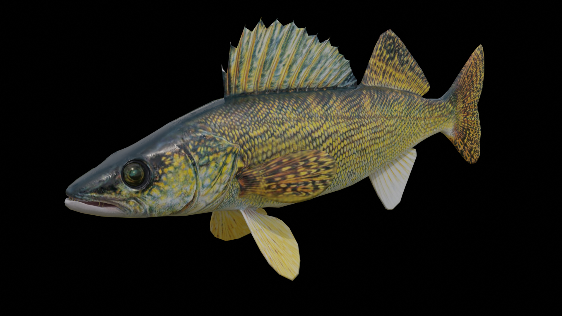 Walleye Fish Rigged and Animated 3D Model