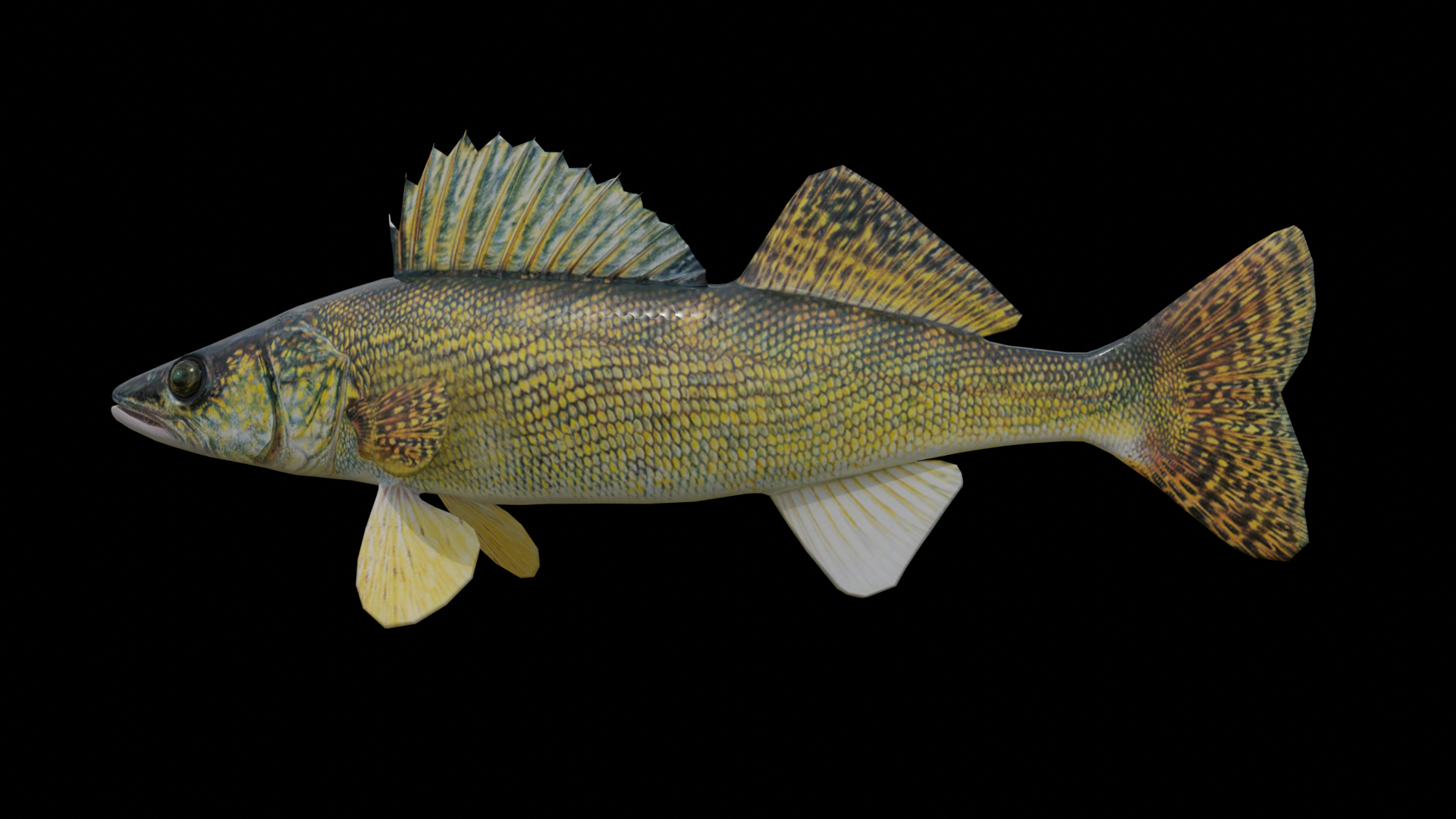 Walleye Fish Rigged and Animated 3D Model