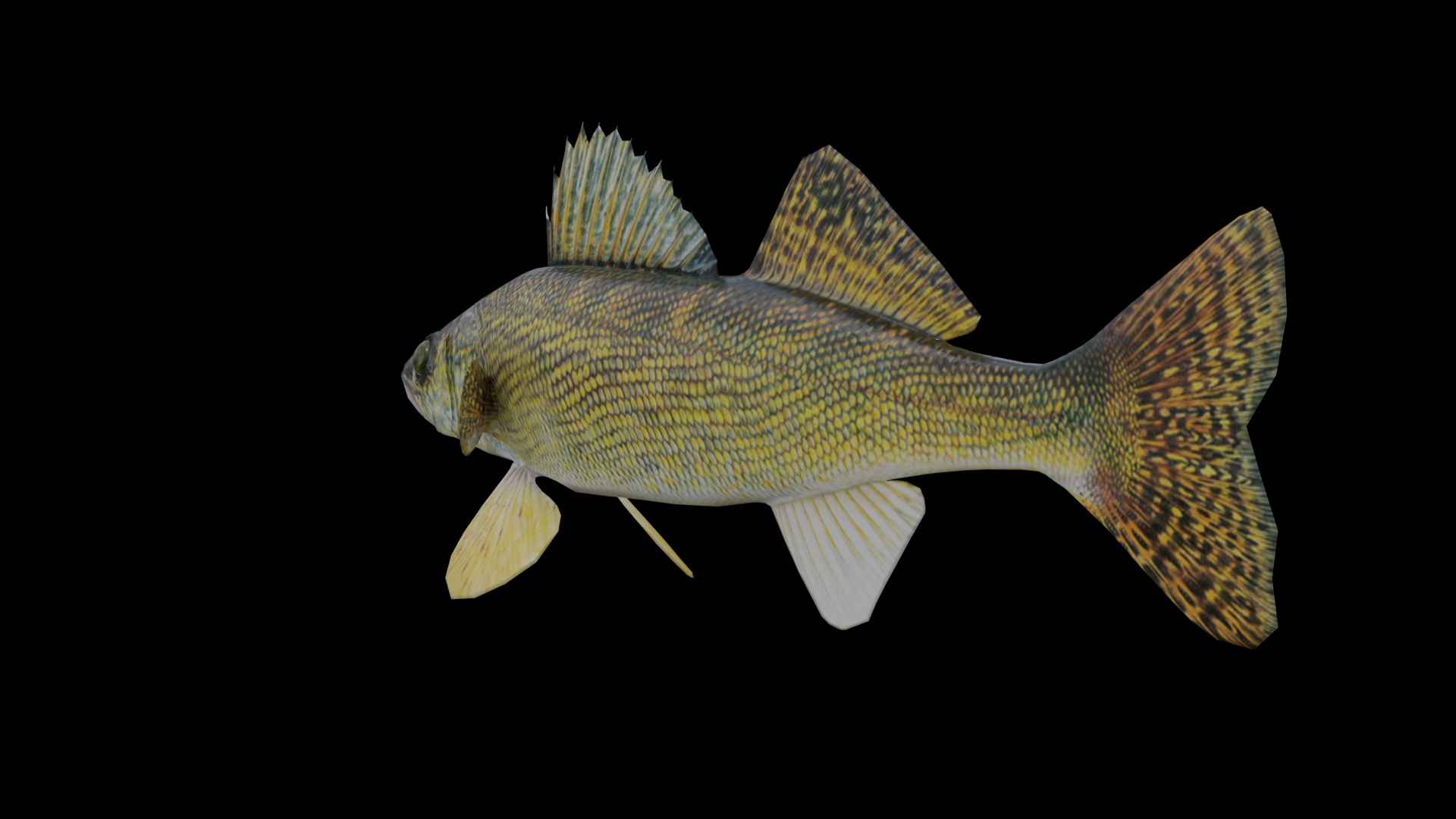 Walleye Fish Rigged and Animated 3D Model