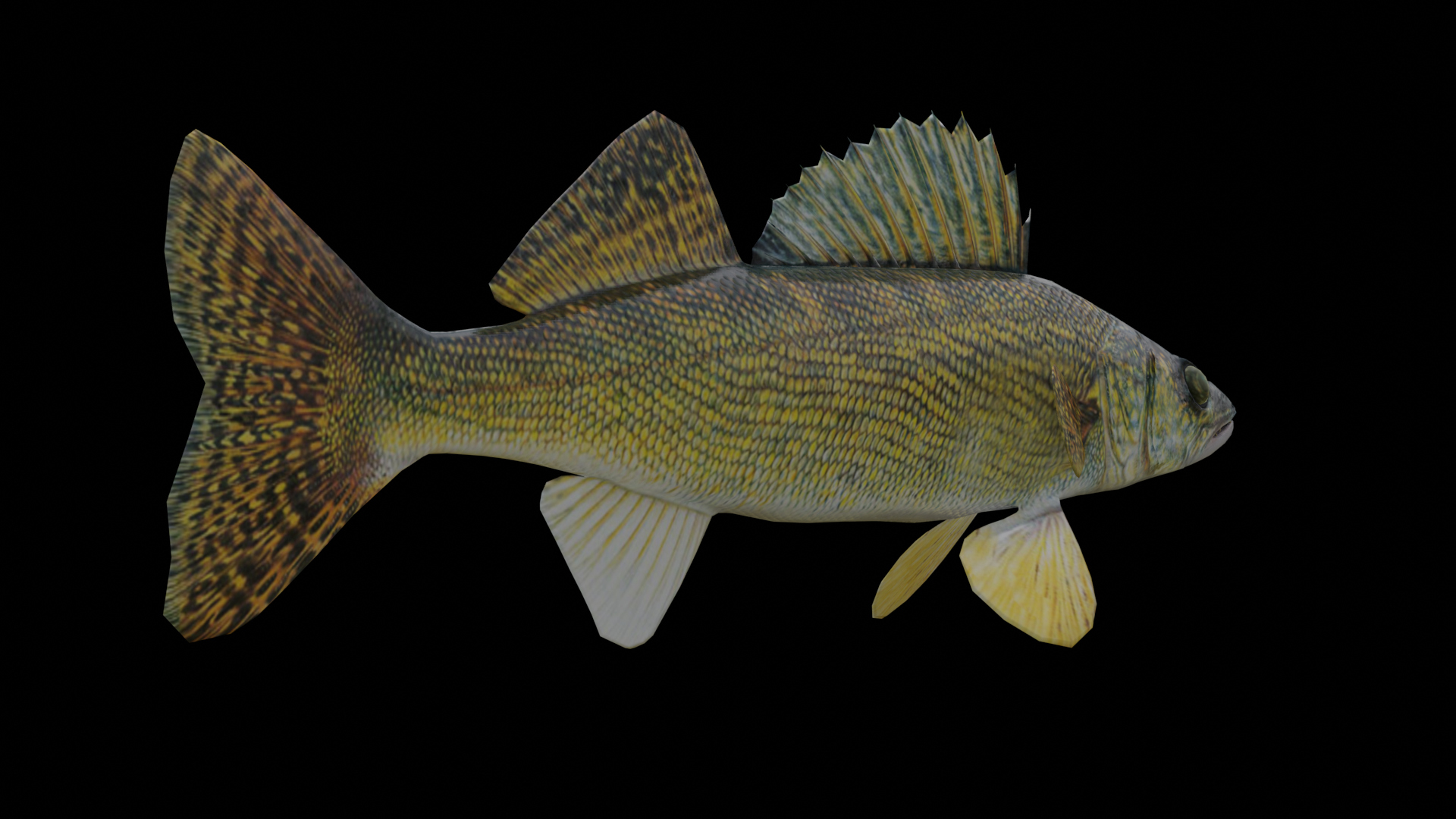 Walleye Fish Rigged and Animated 3D Model