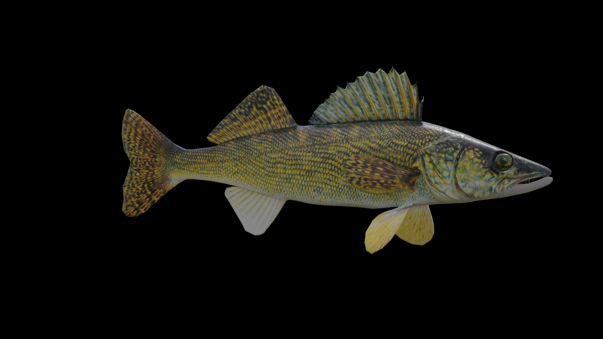 Walleye Fish Rigged and Animated 3D Model