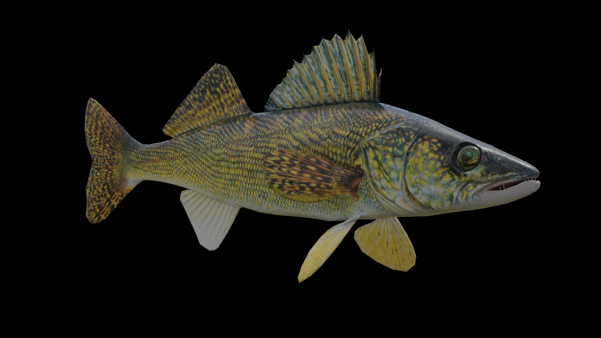Walleye Fish Rigged and Animated 3D Model