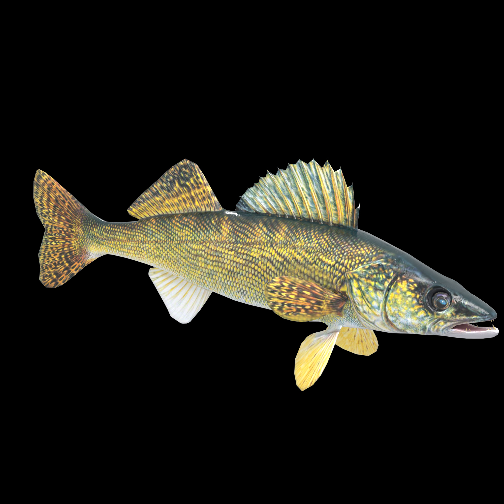 Walleye Fish Rigged and Animated 3D Model