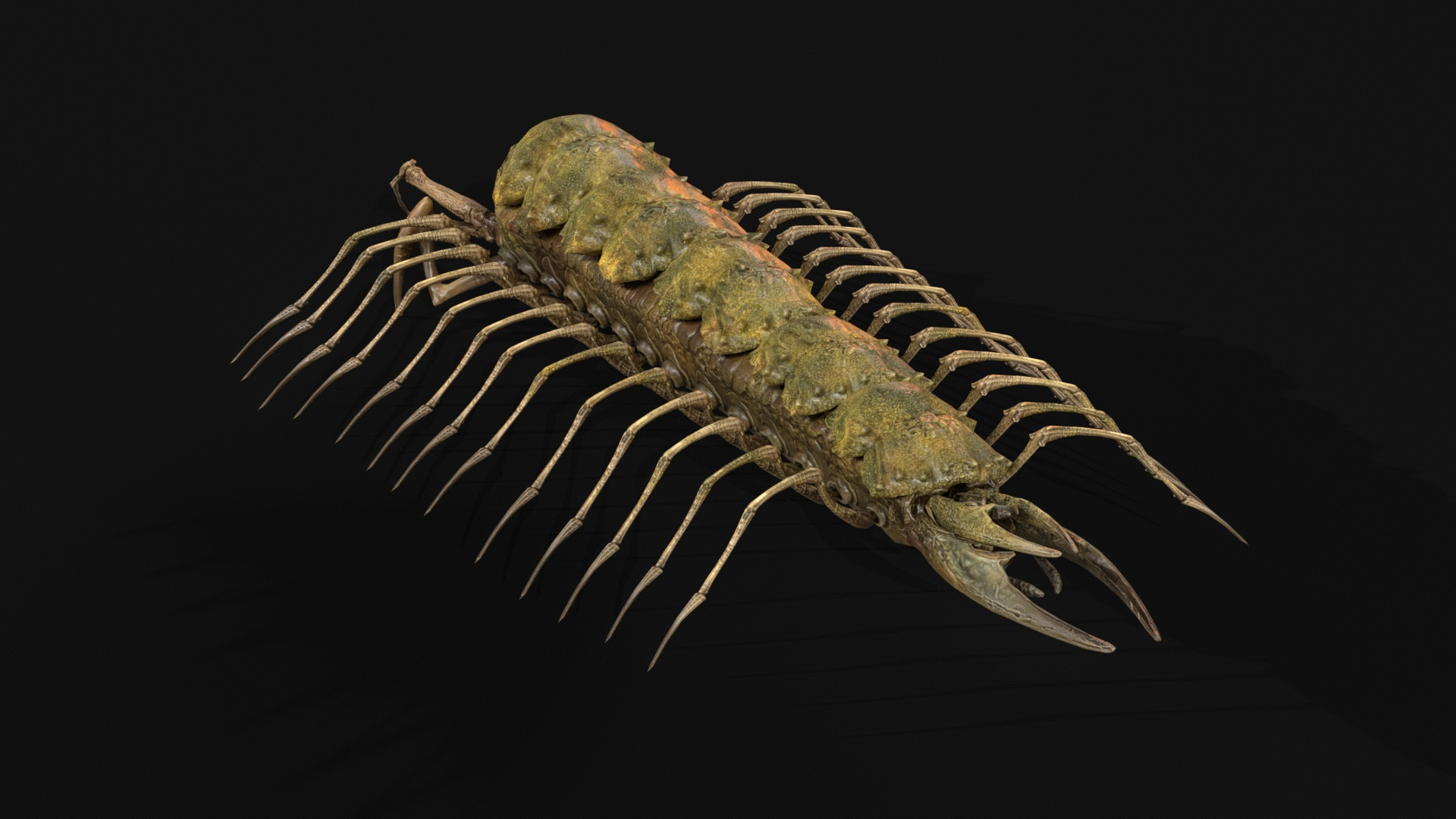 Cave Centipede 3D Model