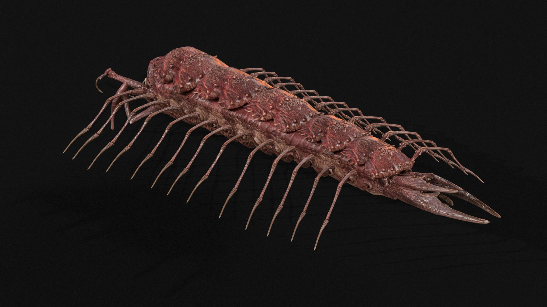 Cave Centipede 3D Model