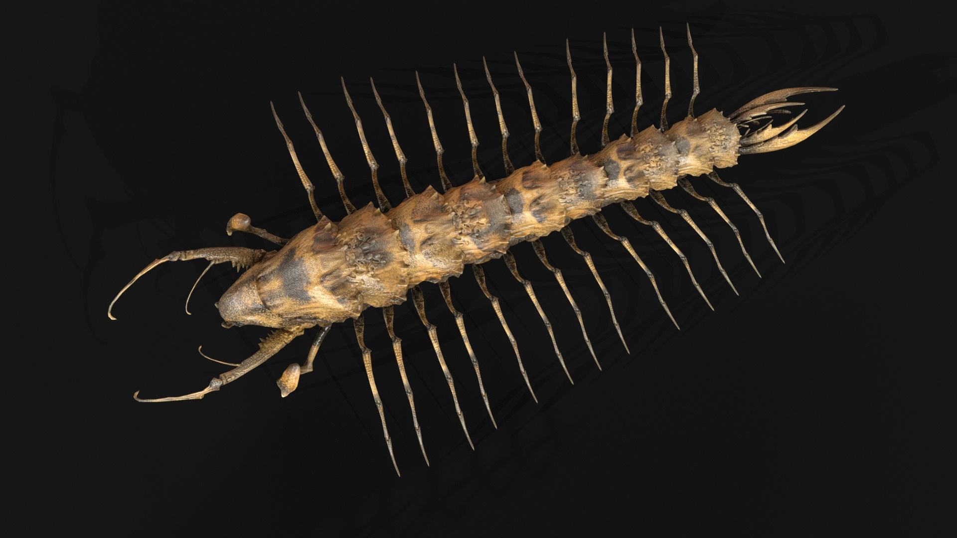 Cave Centipede 3D Model