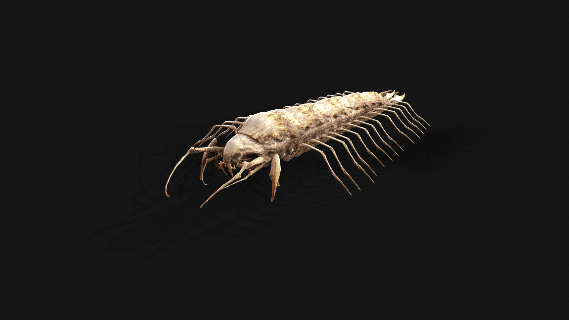 Cave Centipede 3D Model