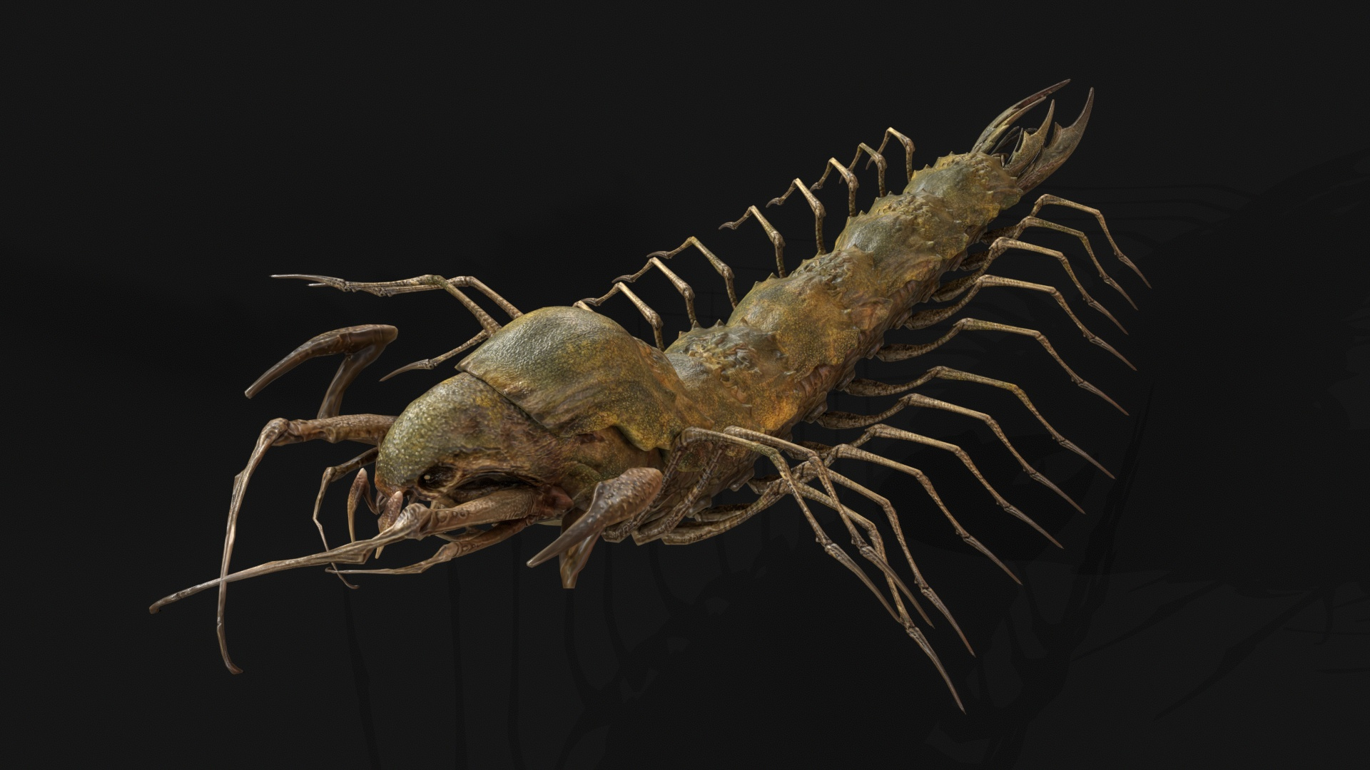 Cave Centipede 3D Model